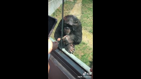 smart monkey appetite