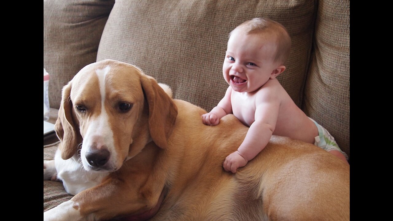 Funny babies annoying dogs - Cute dog & baby compilation