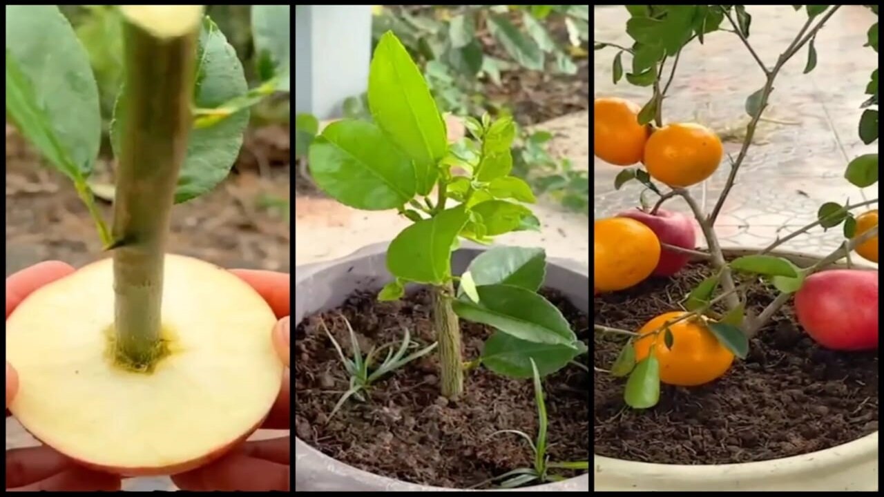 Can you get Apples and Oranges at the same time by Grafting Apple and Orange Tree Trunks