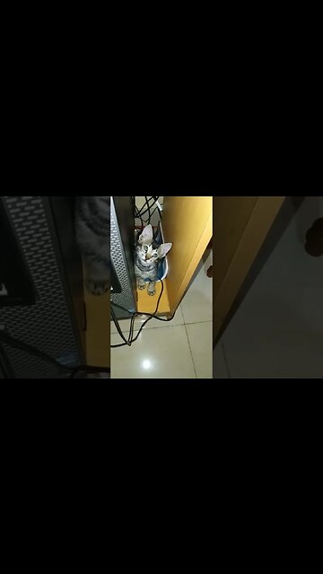 "Crazy Cat Chaos: Hilarious Kitty Playtime Moments