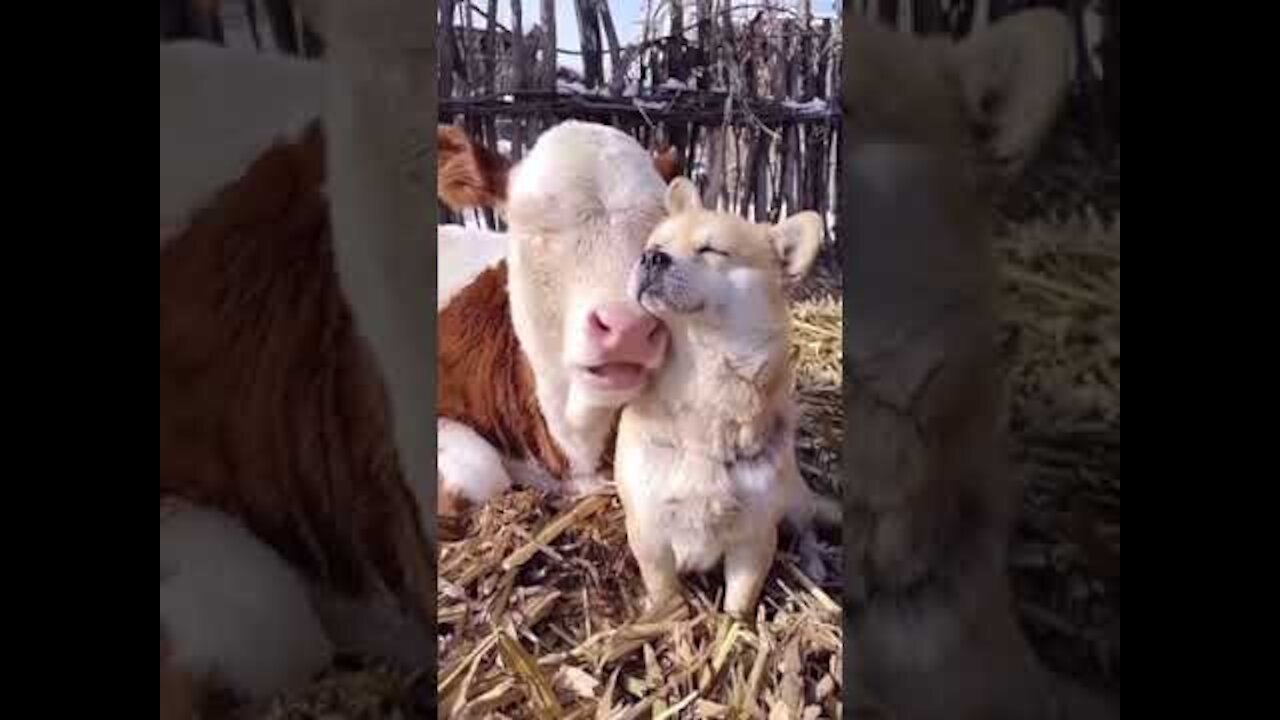 🐮 An unlikely friendship!!