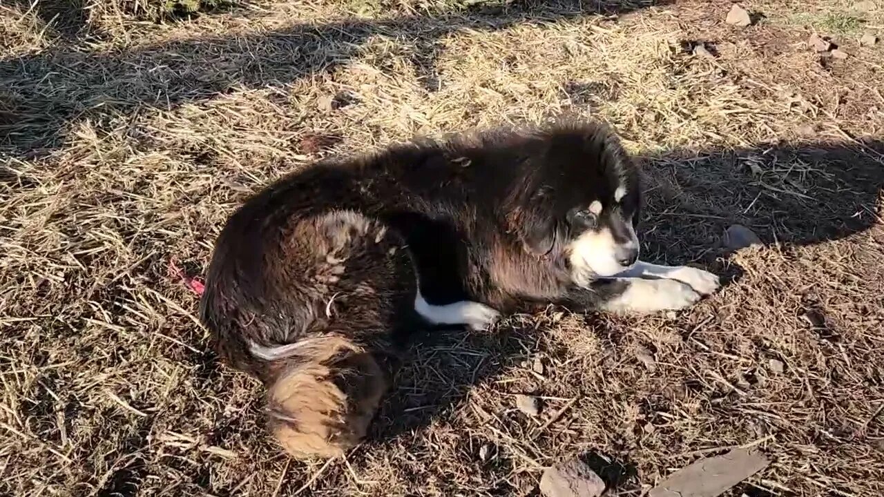 Ancient Guardians Farm Tibetan Mastiffs Bear and Bella