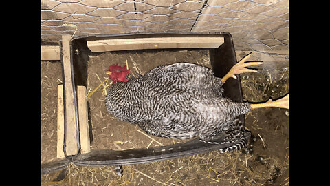 Lullaby Rooster - Put Your Chickens to Sleep