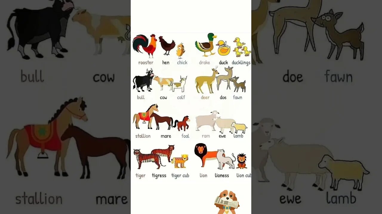 animal and their babies in english
