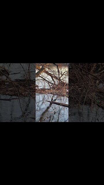 Chronicles and nature watching beavers, make a dam 🦫. #nature #beavers #wildlife #wilderness