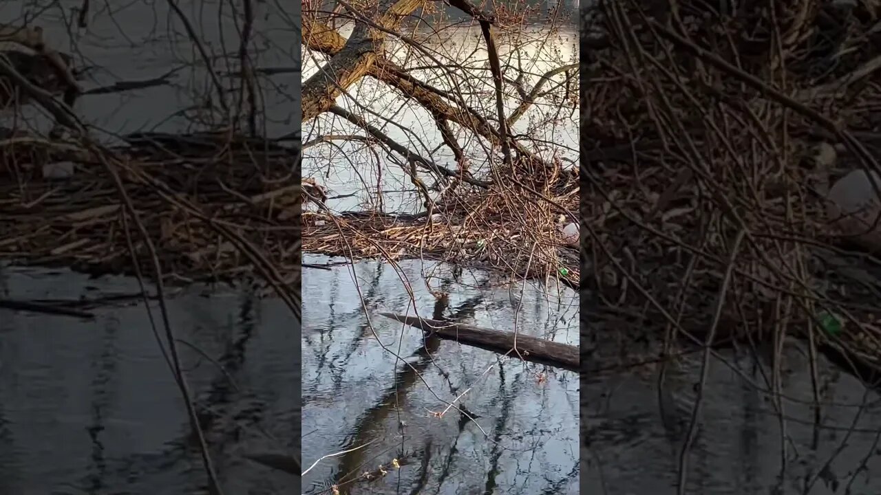 Chronicles and nature watching beavers, make a dam 🦫. #nature #beavers #wildlife #wilderness