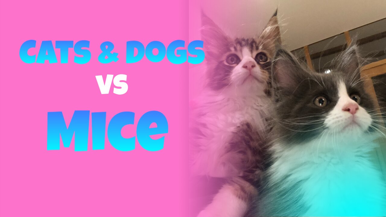 Cats and Dogs vs. Mice