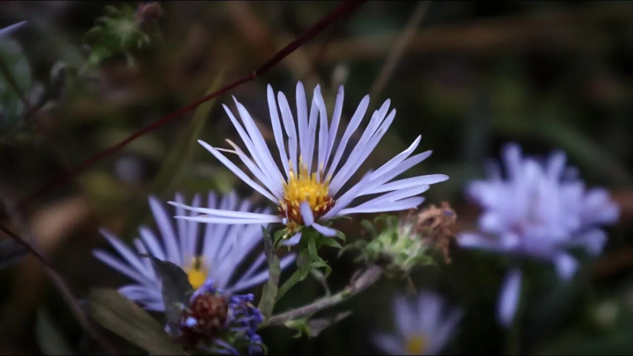 Autumn Afternoon ❀ NATURE