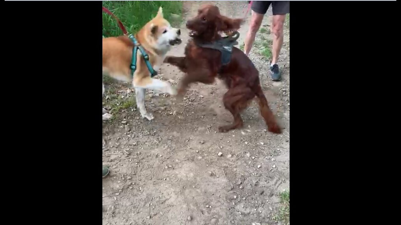 Akita inu + setter irlandes