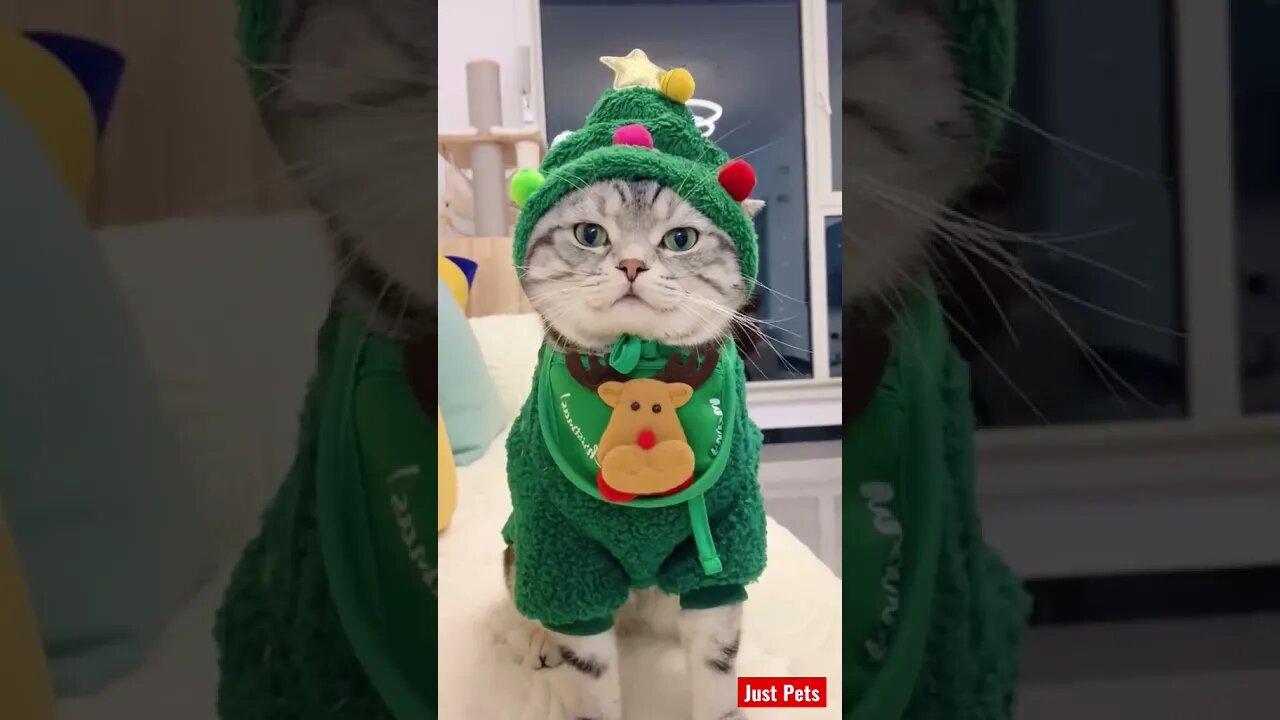 Is it Christmas 🎄 yet? #shorts #cute #funnyanimals #cat