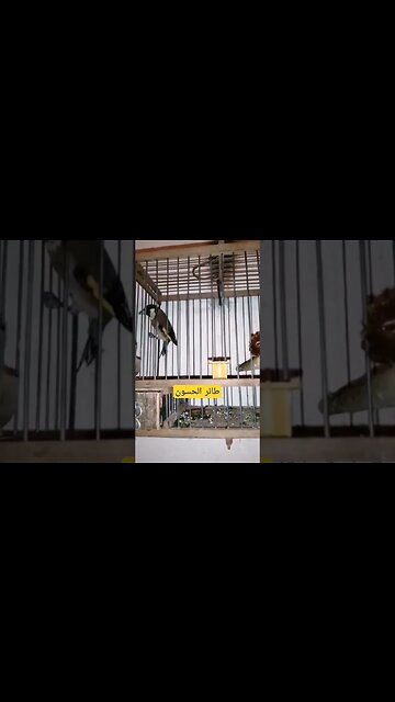 طائر الحسون أم قنين كيوت روعة