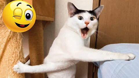 Funny animals - Funny cats / dogs - Funny animal videos
