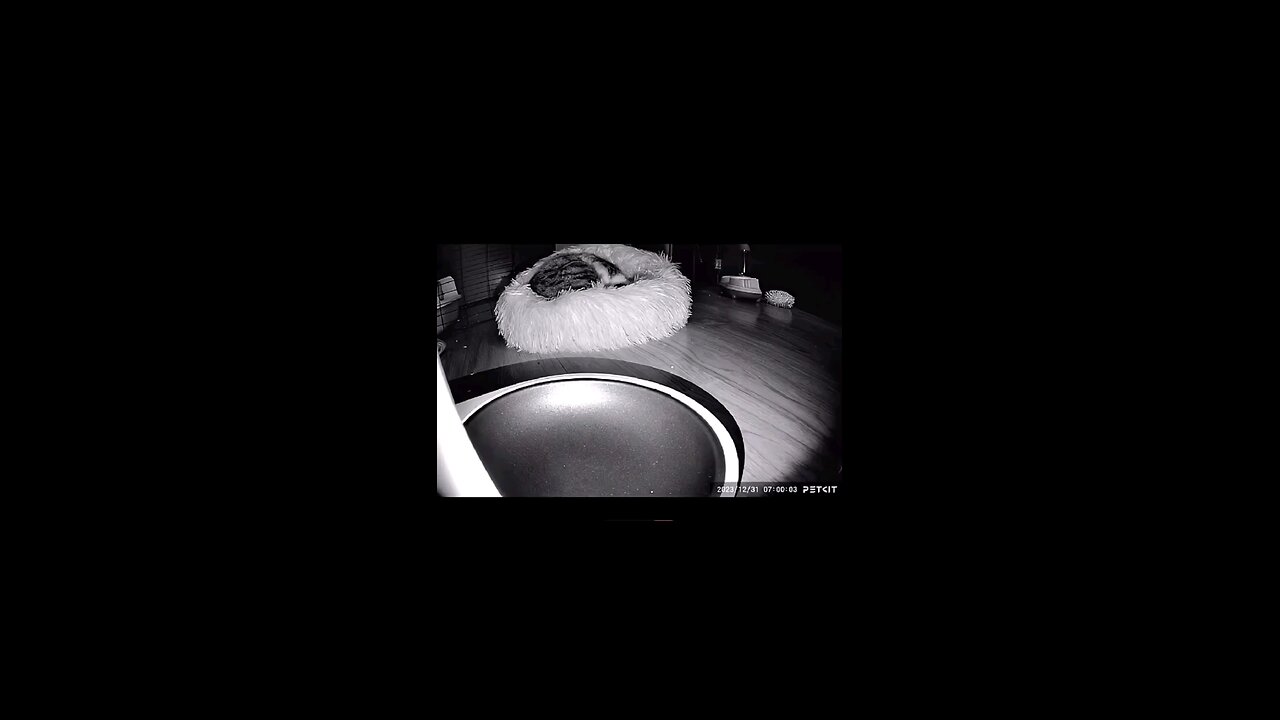 funny videos