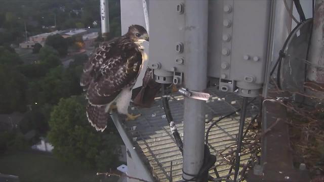 Red-tailed hawk takes leap off KJRH tower