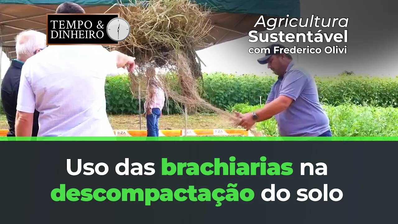 Uso das brachiarias na descompactação do solo