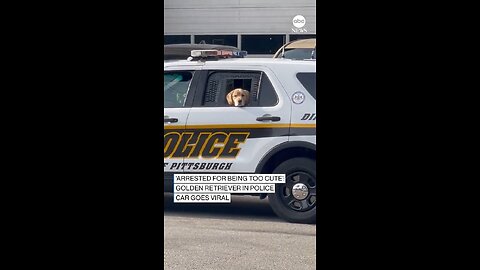 BUSTED: This golden retriever is going viral on TikTok after being spotted riding in a Pittsburgh