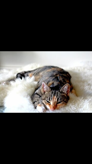 Cat Owner Steals His Food, And Cat Is Surprised - TikTok Cats (Funny Animals #306)