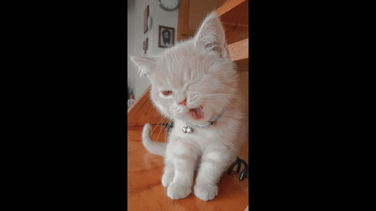 Kitty