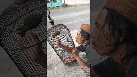 Trucukan ternyata cewek dilepas saja biar berkembang Biak