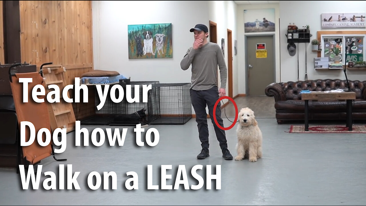 Teach ANY dog to walk nice on the leash with a few SIMPLE Tricks