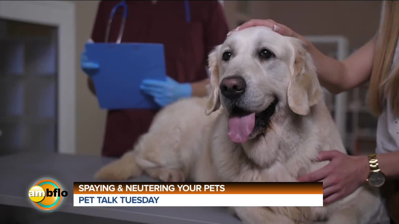 PET TALK TUESDAY - THE IMPORTANCE OF SPAYING AND NEUTERING