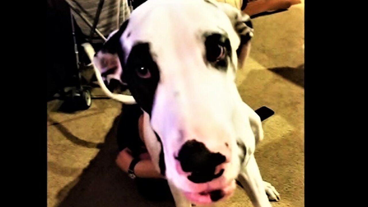 Great Dane finds the most hilarious place to sit his huge bum down