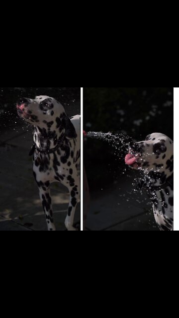 Pet Dog Drinking from Water Hose getting training for critical situation