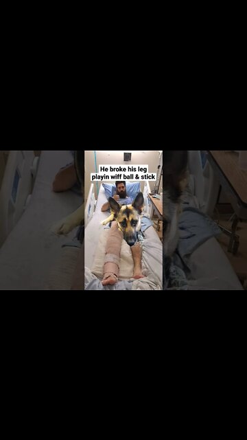 Maples Hooman Broke His Leg #shorts #dogmeme #doggo