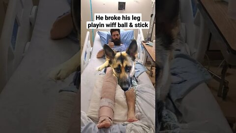 Maples Hooman Broke His Leg #shorts #dogmeme #doggo