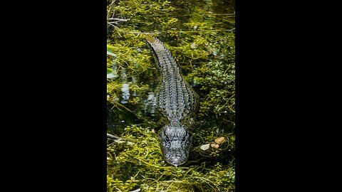 Crocodile and Sirk fight