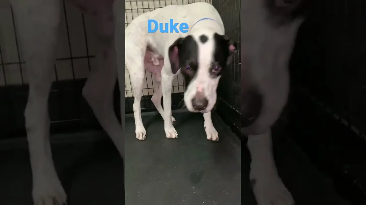 [Shorts 0126] DUKE [#dogs #doggos #doggies #puppies #dogdaycare]