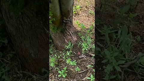 One Eyed Willy the Snake