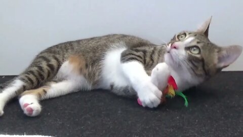 Adorable Small Cat Plays and Licks a Toy