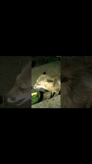 Wildlife Sped Up #Shorts 😎