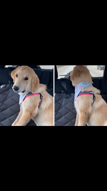 Pup Wants Treat From Starbucks, Throws Tantrum When They're Too Busy