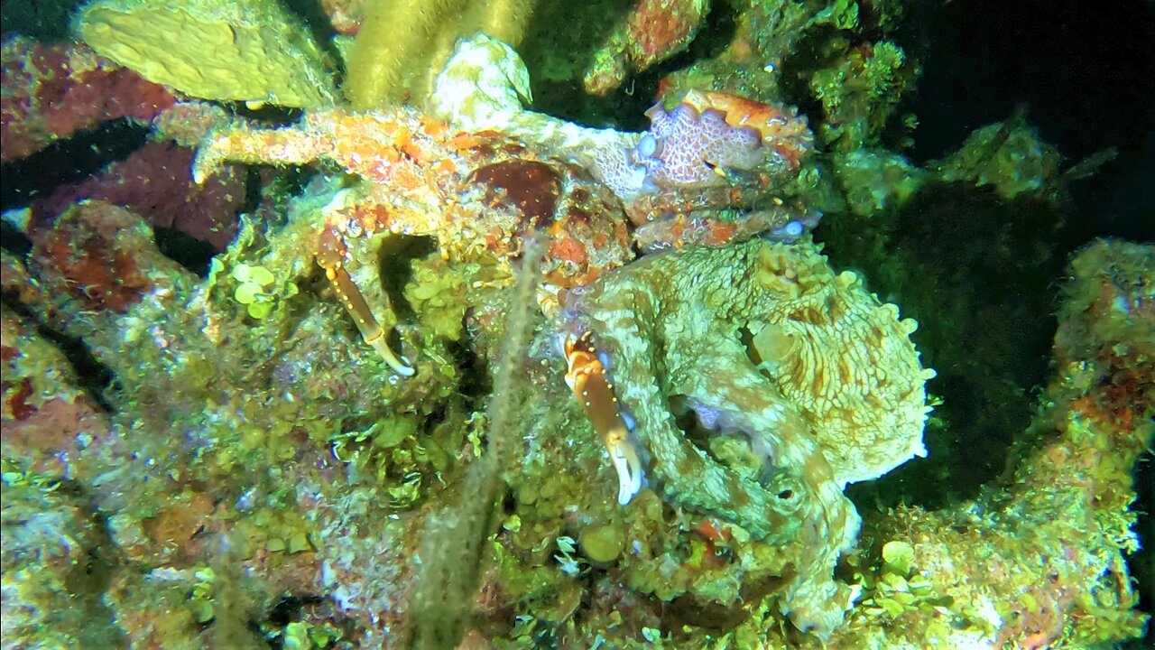 Octopus and gigantic crab battle for survival in the ocean