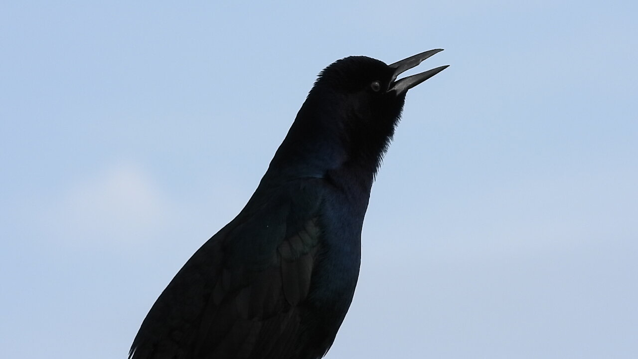 Black Grackle #NatureInYourFace