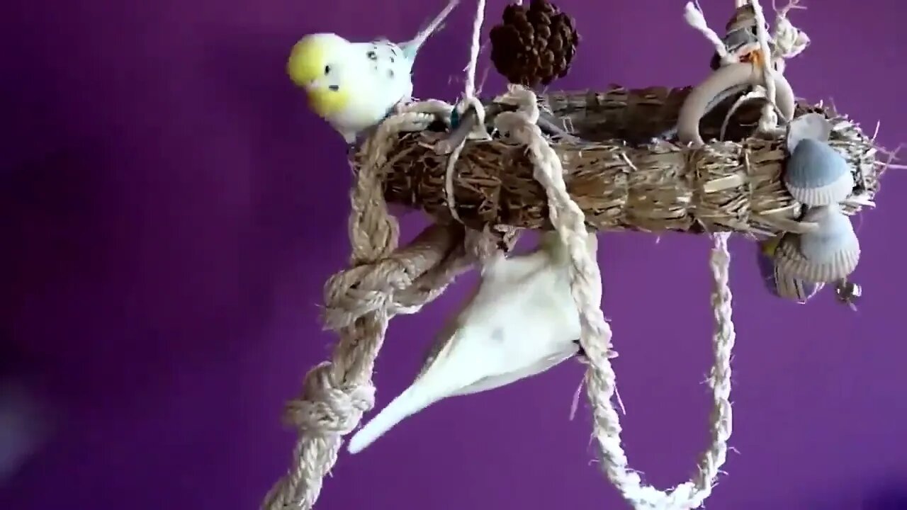 Budgies and Cockatiel Birds Playing and Feeding