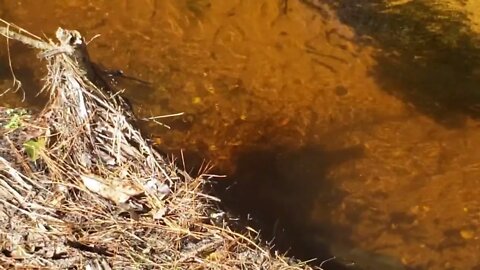 Is there another Boefish in my creek? WATCH TILL END!