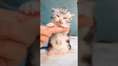 New born kitty so cute #shorts #cat #catlover