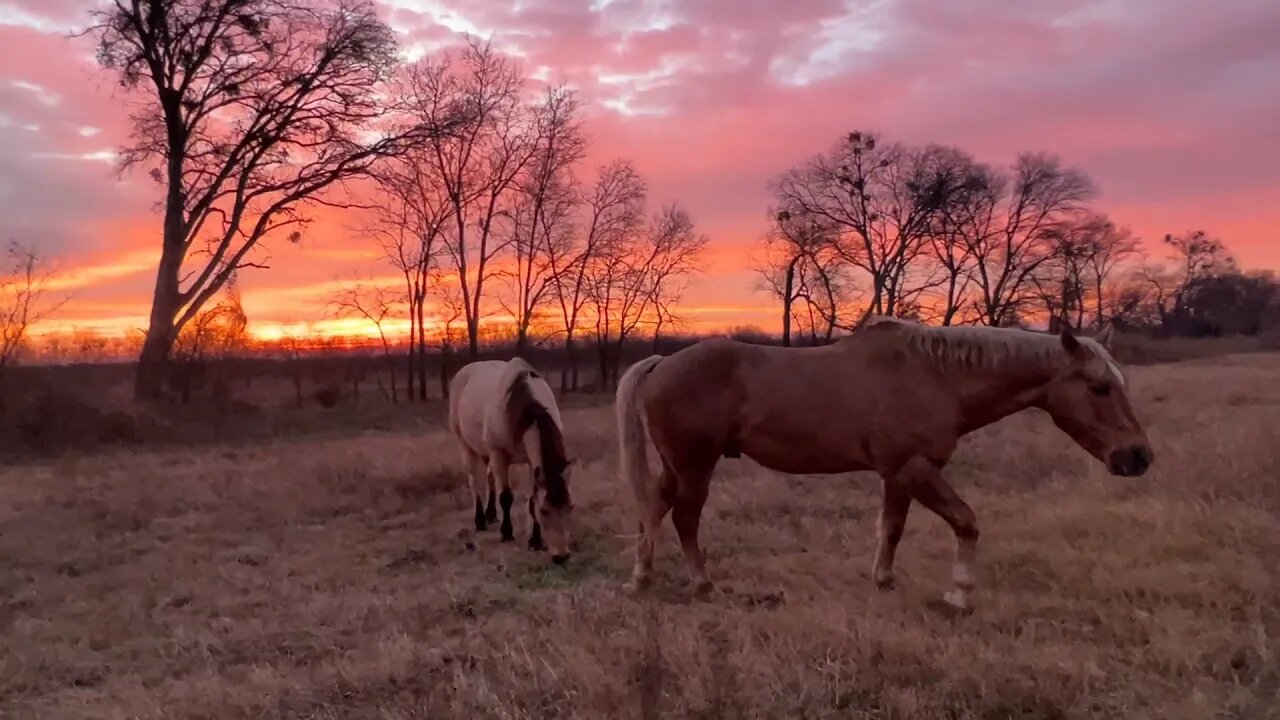 Happy New Years Eve - The Boys Are Eating Breakfast In A Great Texas Sunrise - So Long 2021