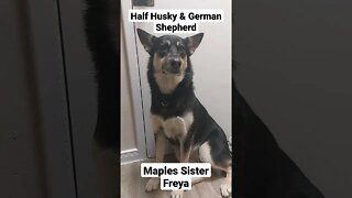 Shepsky : Husky & German Shepherd | My Dogs Sister