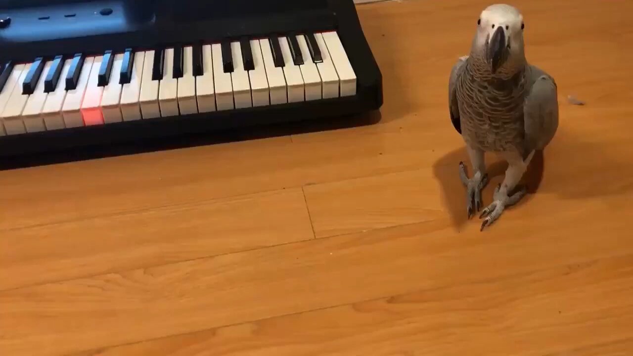 Amazing! grey parrot plays tune on piano. parrot