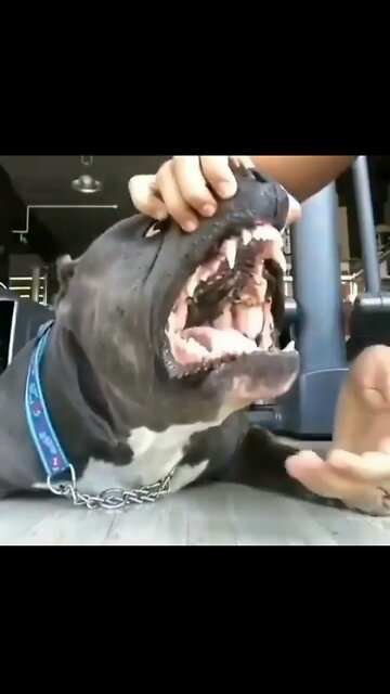 Big pup dig smile reg mouth