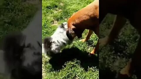 Cut Puppy Fight With Big Dog #funnyvideo #funnypetvideos #cutepuppies