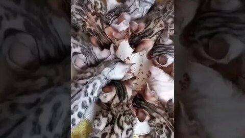 PLAYING CAT VIDEO MEAWWW