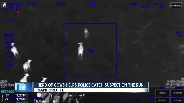 Suspected car thief captured thanks to help from herd of cows