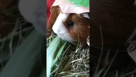 Guinea pigs, hay bag and fresh leaves 🍁