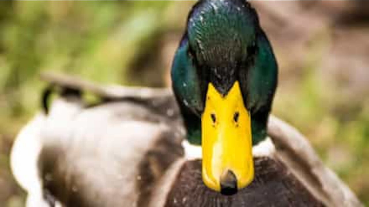 Patos flagrados em "ritual" correndo em círculo