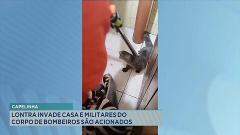 Capelinha: Lontra Invade Casa e Militares do Corpo de Bombeiros são Acionados.